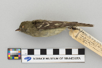 Empidonax flaviventris image