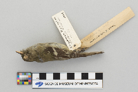 Empidonax flaviventris image
