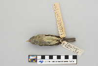 Empidonax flaviventris image