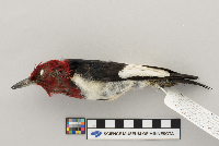 Calcarius lapponicus image