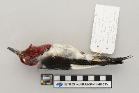 Calcarius lapponicus image