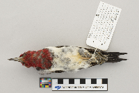 Calcarius lapponicus image