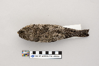 Hylocichla mustelina image