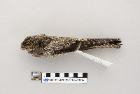 Hylocichla mustelina image