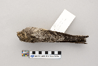 Hylocichla mustelina image