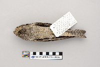 Hylocichla mustelina image
