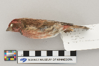 Carpodacus purpureus image