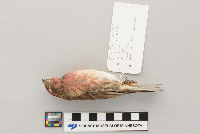 Carpodacus purpureus image