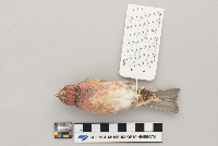 Carpodacus purpureus image