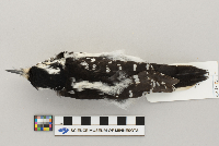 Picoides villosus image
