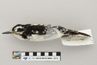 Picoides villosus image