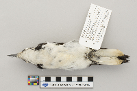 Picoides villosus image
