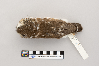 Aegolius acadicus image