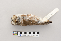 Aegolius acadicus image