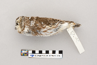 Aegolius acadicus image