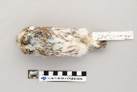 Aegolius acadicus image