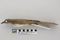 Coccyzus erythropthalmus image