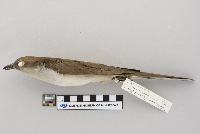 Coccyzus erythropthalmus image
