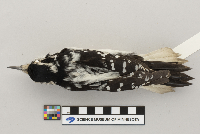 Picoides villosus image