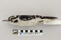 Picoides villosus image