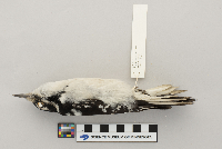 Picoides villosus image