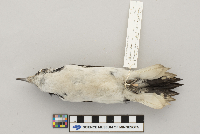 Picoides villosus image