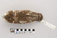 Aegolius acadicus image