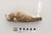 Aegolius acadicus image