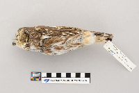Aegolius acadicus image