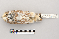 Aegolius acadicus image