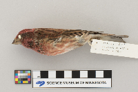 Carpodacus purpureus image