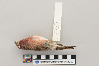 Carpodacus purpureus image