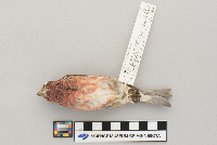 Carpodacus purpureus image