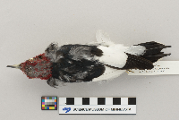 Melanerpes erythrocephalus image