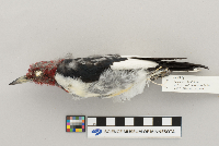 Melanerpes erythrocephalus image