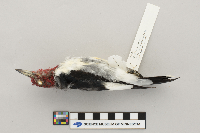 Melanerpes erythrocephalus image