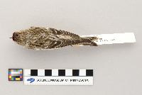 Acanthis flammea image