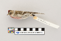 Acanthis flammea image