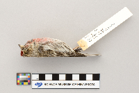 Acanthis flammea image