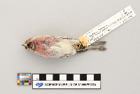 Acanthis flammea image