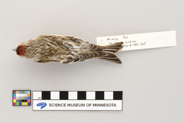 Fringillidae image