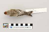 Acanthis flammea image