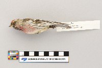 Acanthis flammea image
