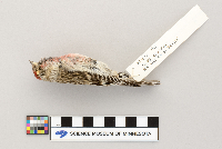 Acanthis flammea image