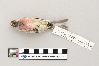 Acanthis flammea image