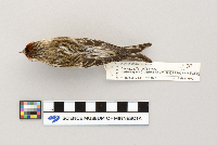 Acanthis flammea image