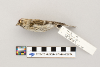 Acanthis flammea image