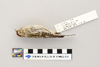 Acanthis flammea image