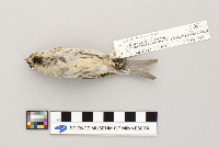 Acanthis flammea image