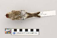 Acanthis flammea image